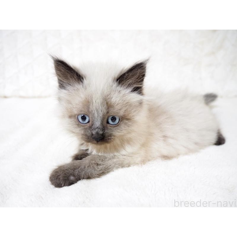 販売中の大阪府のサイベリアン-134639の2枚目