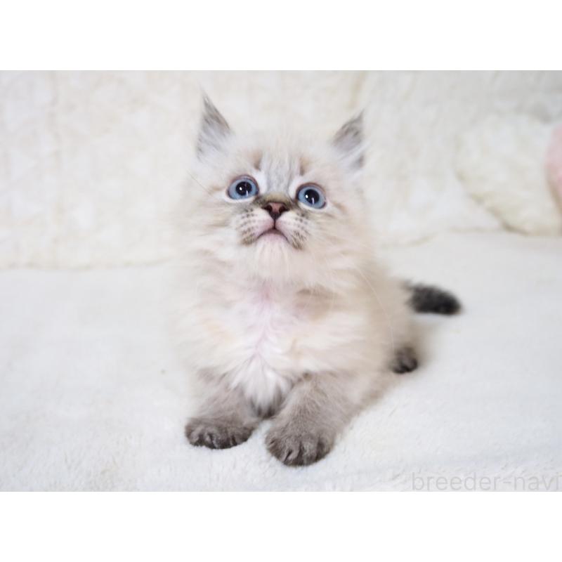 販売中の大阪府のサイベリアン-134637の5枚目