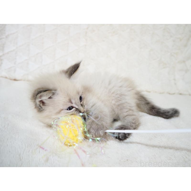 販売中の大阪府のサイベリアン-134637の4枚目