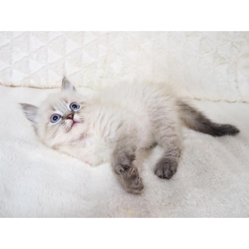 販売中の大阪府のサイベリアン-134637の3枚目