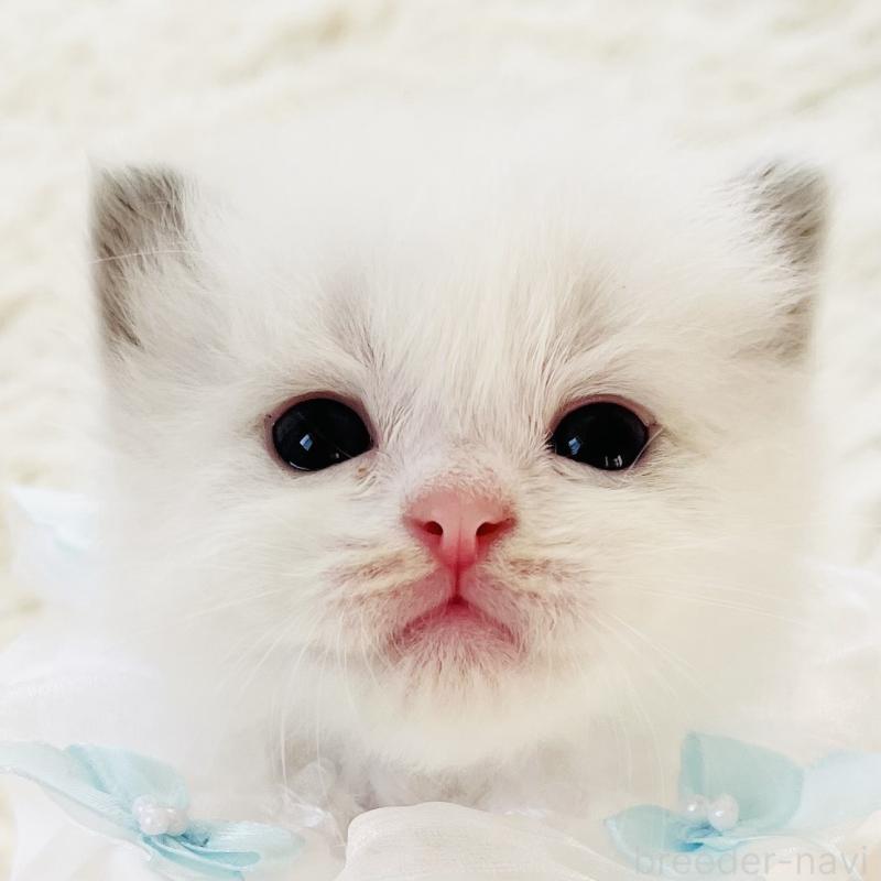 販売中の福島県のラグドール-136989の1枚目