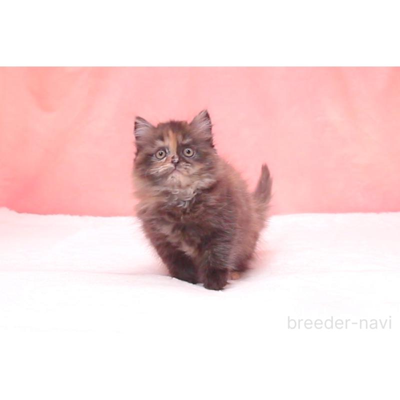 販売中の茨城県のサイベリアン-134344の4枚目