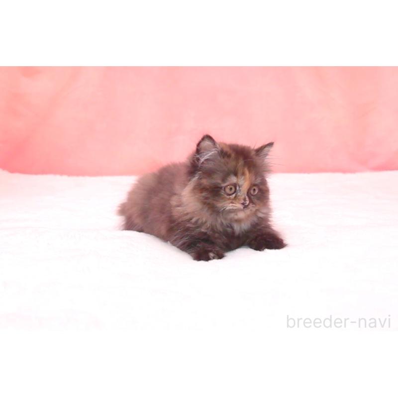 販売中の茨城県のサイベリアン-134344の2枚目