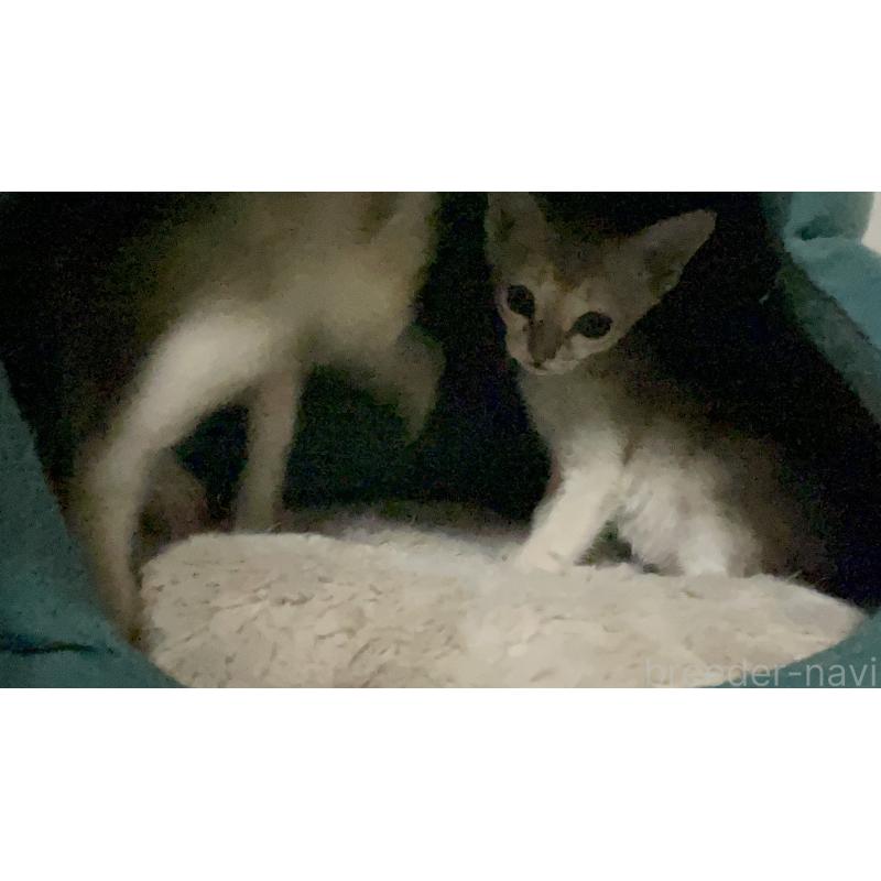 販売中の広島県のシンガプーラ-134583の4枚目