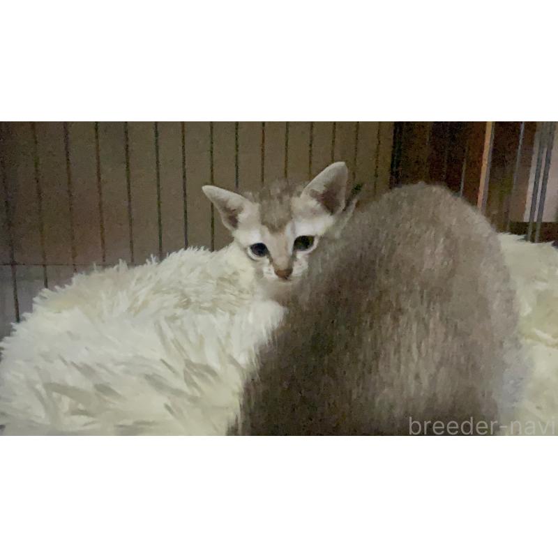 販売中の広島県のシンガプーラ-134583の3枚目