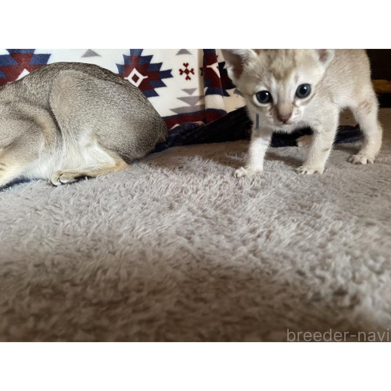 販売中の広島県のシンガプーラ-134583の2枚目