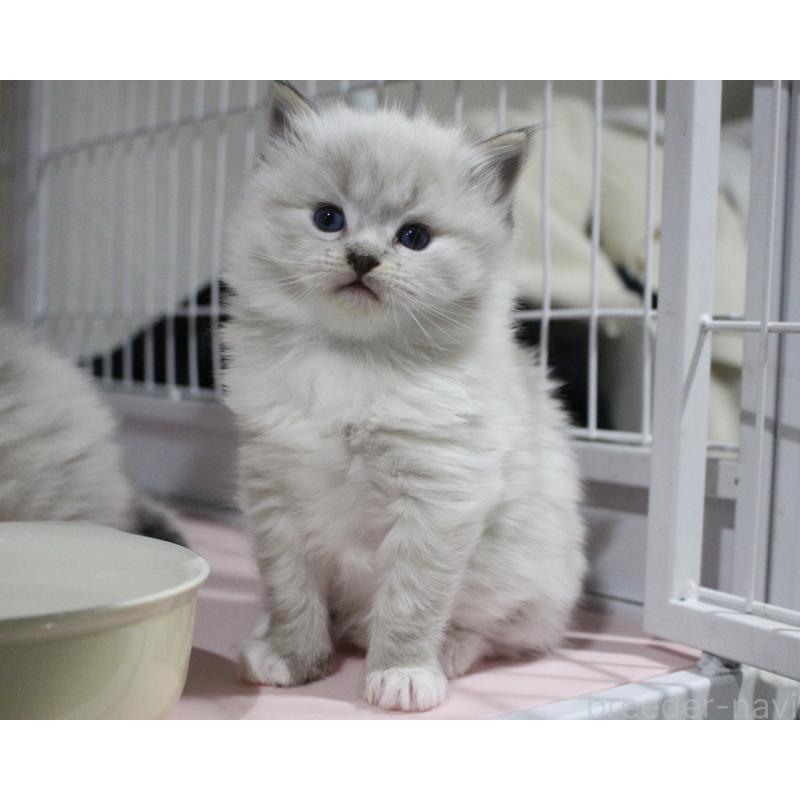 販売中の山梨県のラグドール-136577の13枚目