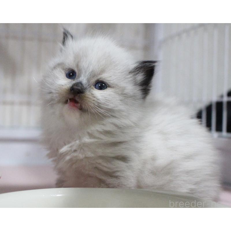 成約済の山梨県のラグドール-136578の6枚目