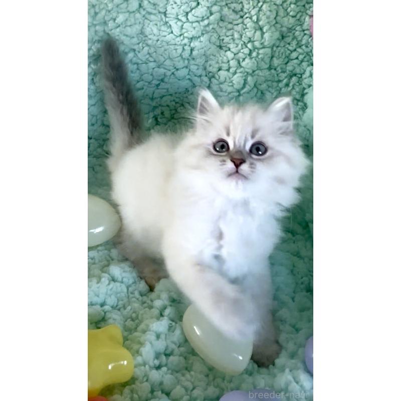 販売中の和歌山県のサイベリアン-134514の5枚目