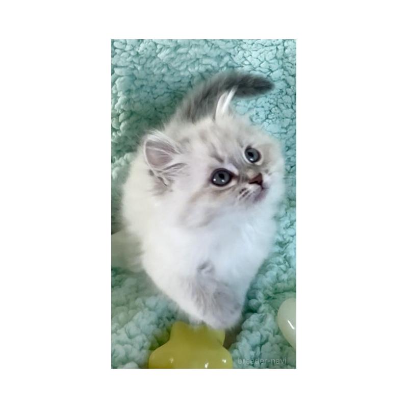 販売中の和歌山県のサイベリアン-134514の6枚目