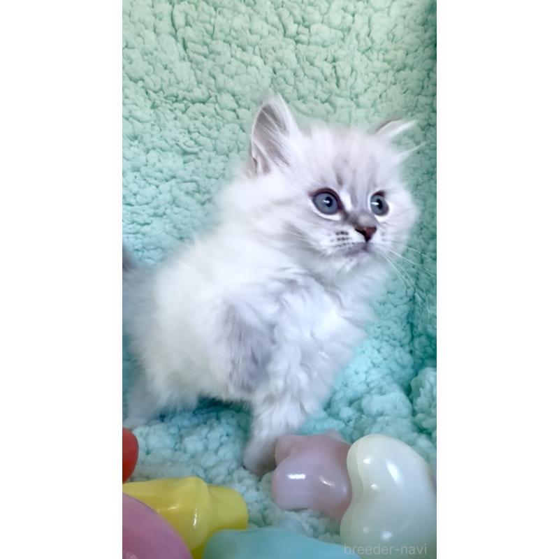 販売中の和歌山県のサイベリアン-134514の3枚目