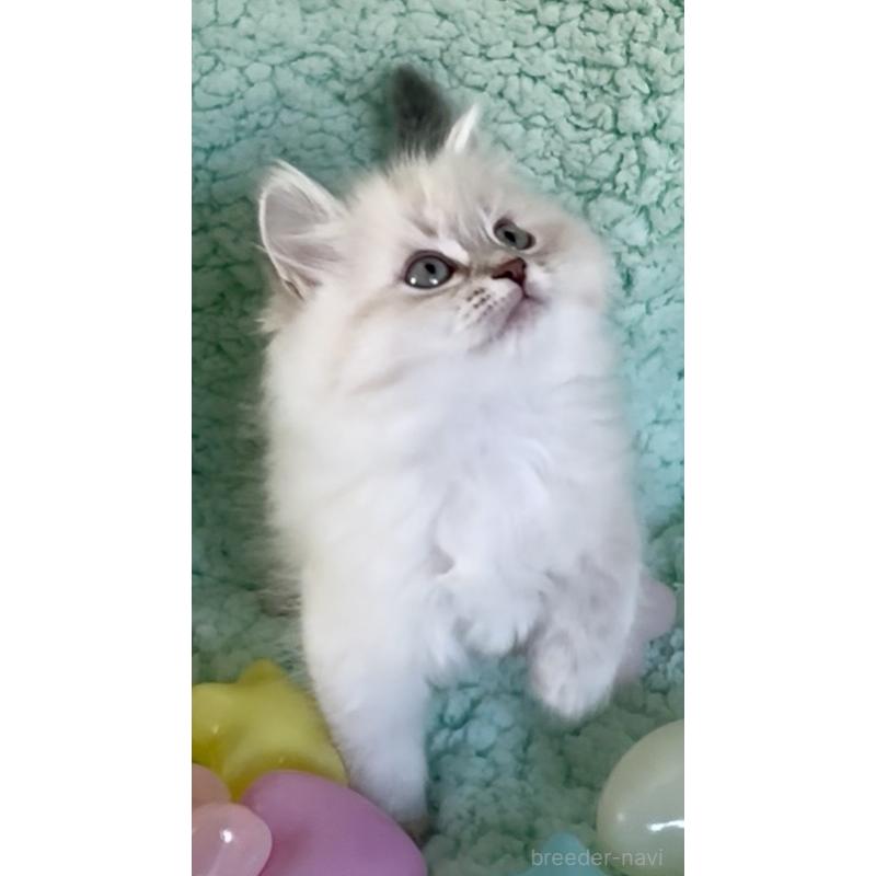 販売中の和歌山県のサイベリアン-134514の2枚目