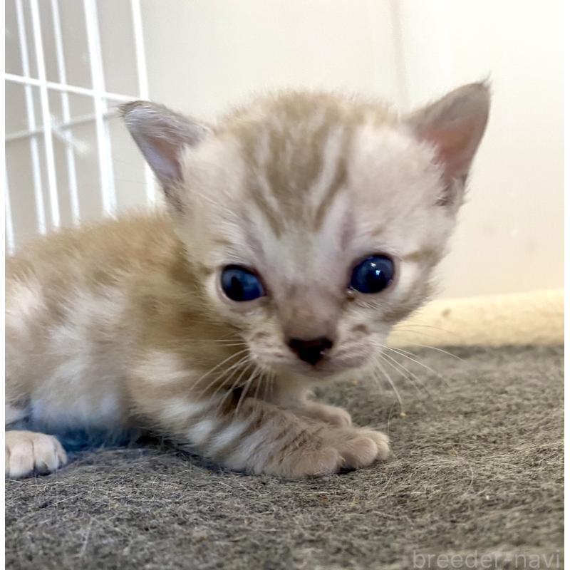 販売中の東京都のベンガル-136968の16枚目