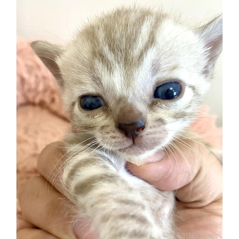 販売中の東京都のベンガル-136968の1枚目