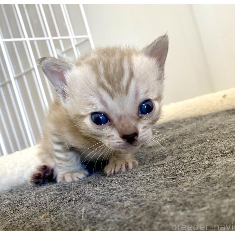 販売中の東京都のベンガル-136968の15枚目