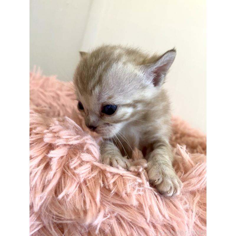 販売中の東京都のベンガル-136968の12枚目