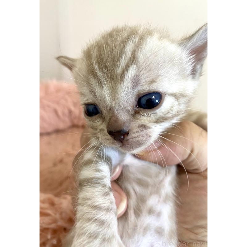 販売中の東京都のベンガル-136968の11枚目