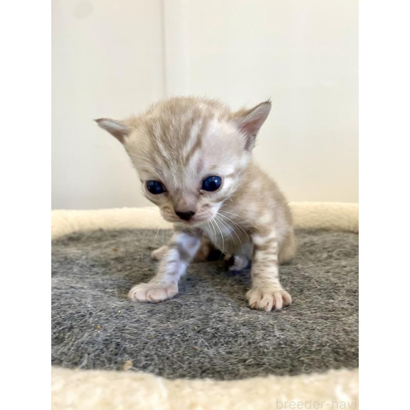 販売中の東京都のベンガル-136968の10枚目