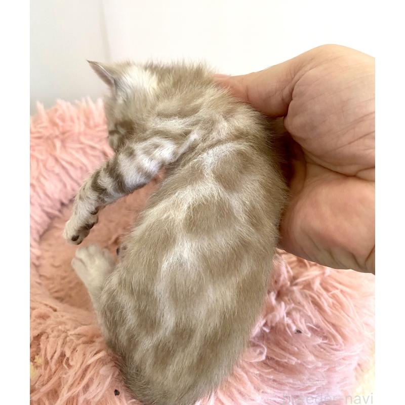 販売中の東京都のベンガル-136968の9枚目