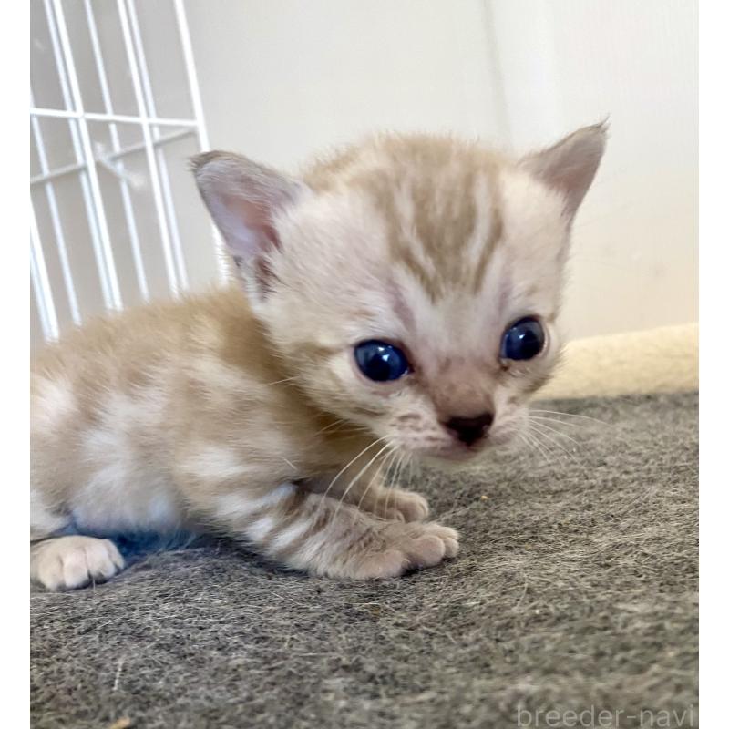 販売中の東京都のベンガル-136968の6枚目