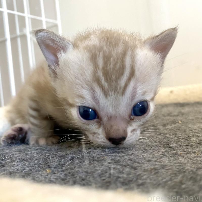 販売中の東京都のベンガル-136968の5枚目