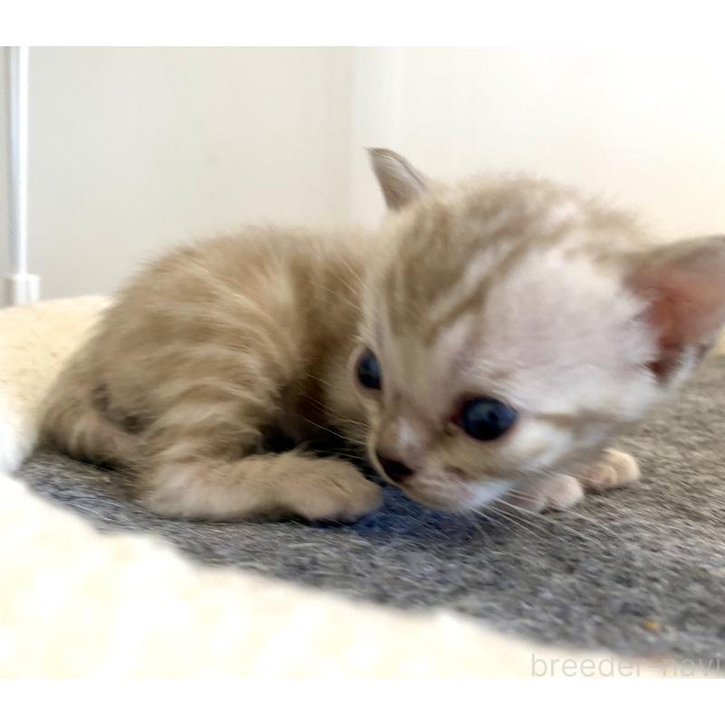 販売中の東京都のベンガル-136968の4枚目