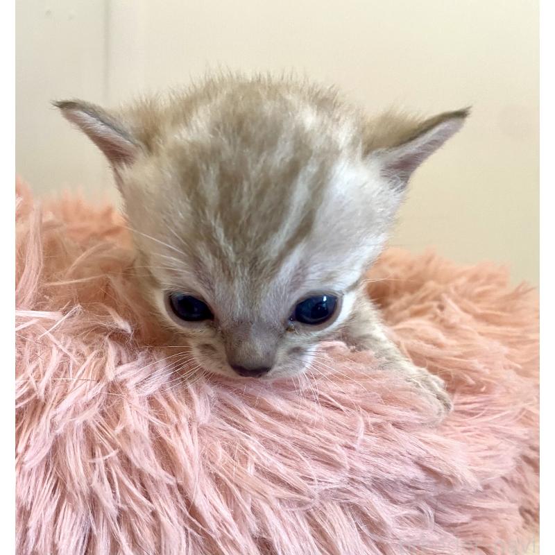 販売中の東京都のベンガル-136968の3枚目