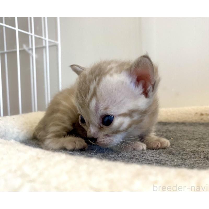 販売中の東京都のベンガル-136968の2枚目