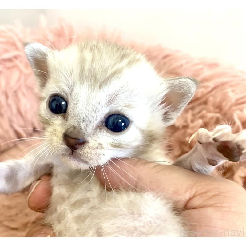 販売中の東京都のベンガル-136969