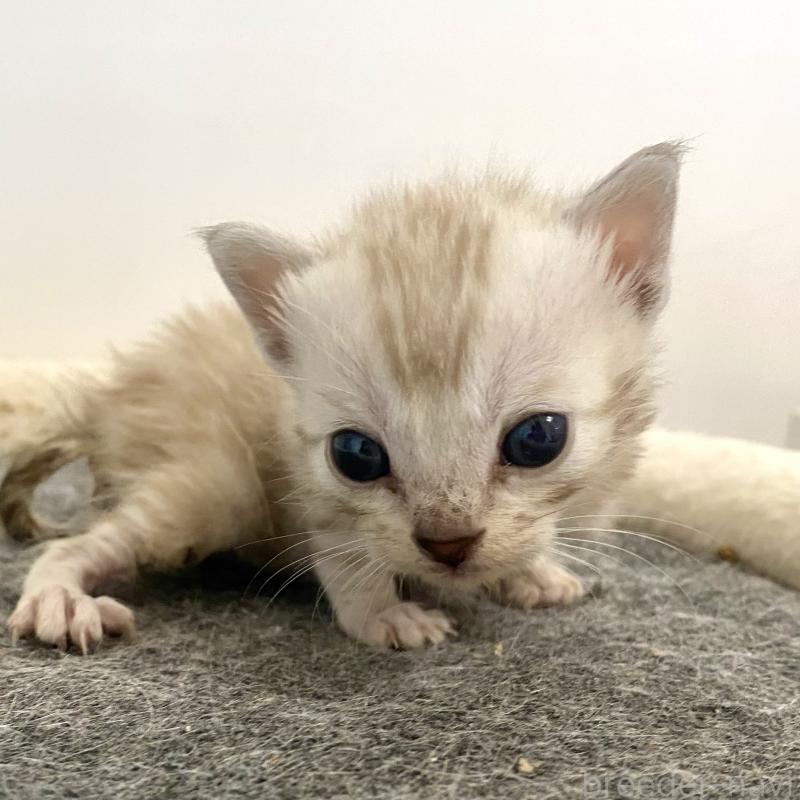 販売中の東京都のベンガル-136969の14枚目