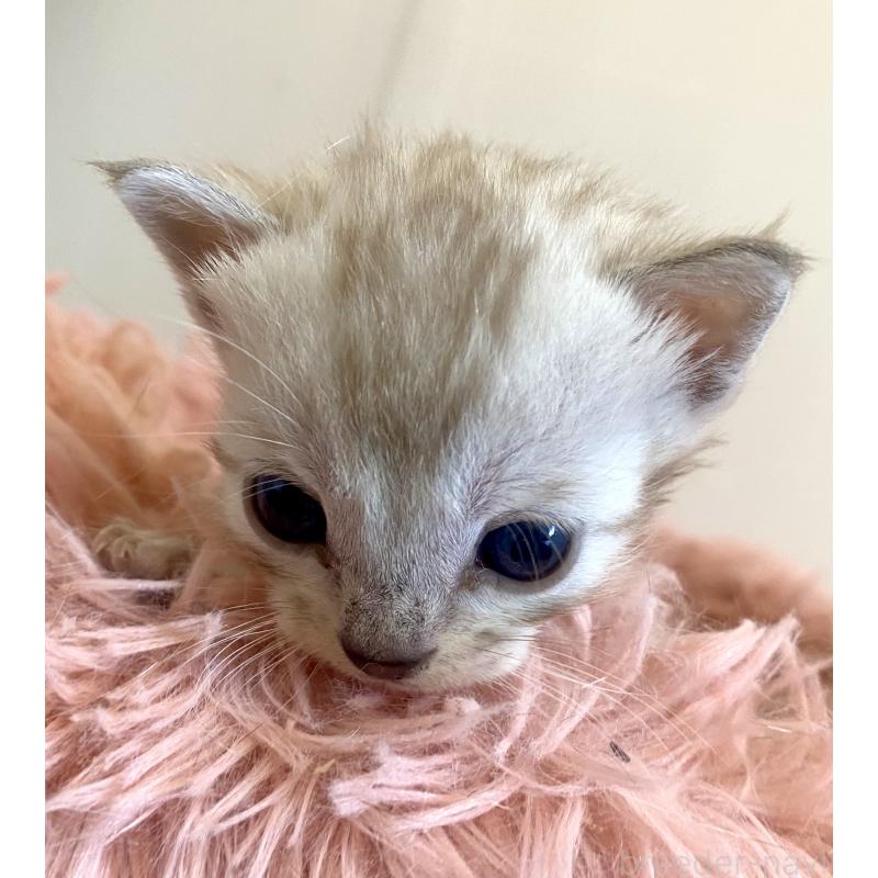 販売中の東京都のベンガル-136969の13枚目