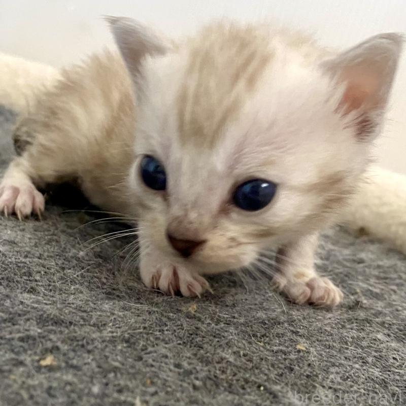 販売中の東京都のベンガル-136969の12枚目