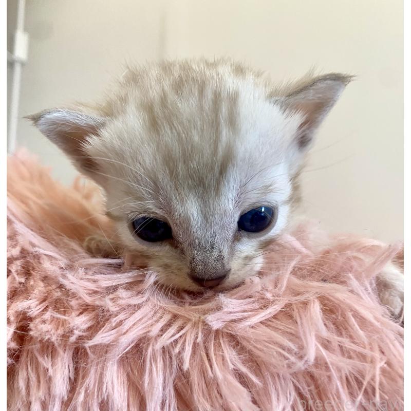 販売中の東京都のベンガル-136969の11枚目