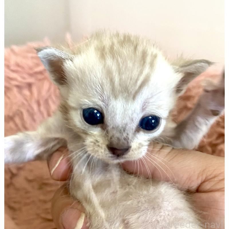 販売中の東京都のベンガル-136969の10枚目