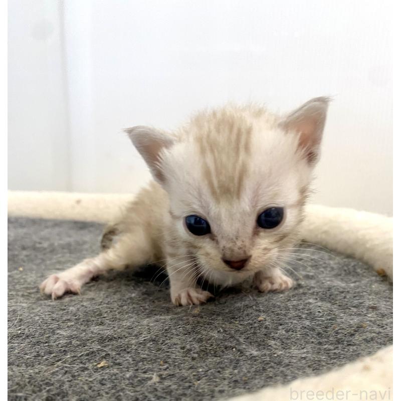 販売中の東京都のベンガル-136969の9枚目