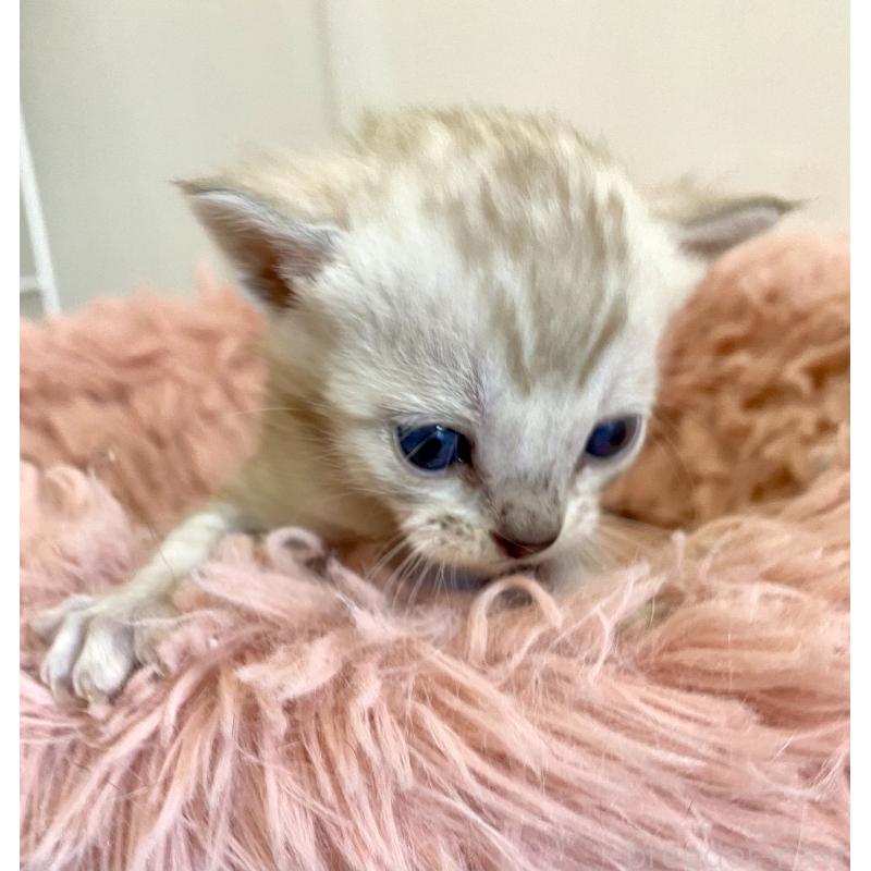 販売中の東京都のベンガル-136969の6枚目