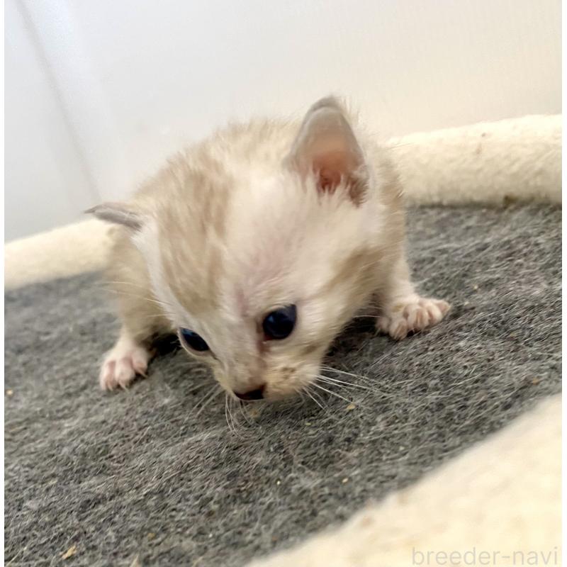 販売中の東京都のベンガル-136969の5枚目