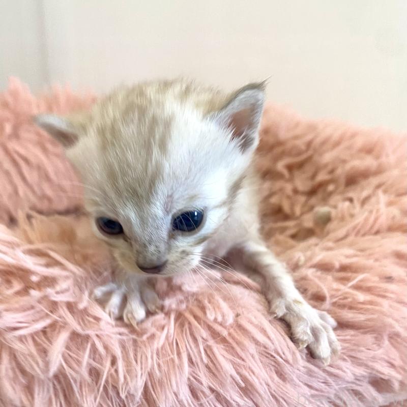 販売中の東京都のベンガル-136969の3枚目