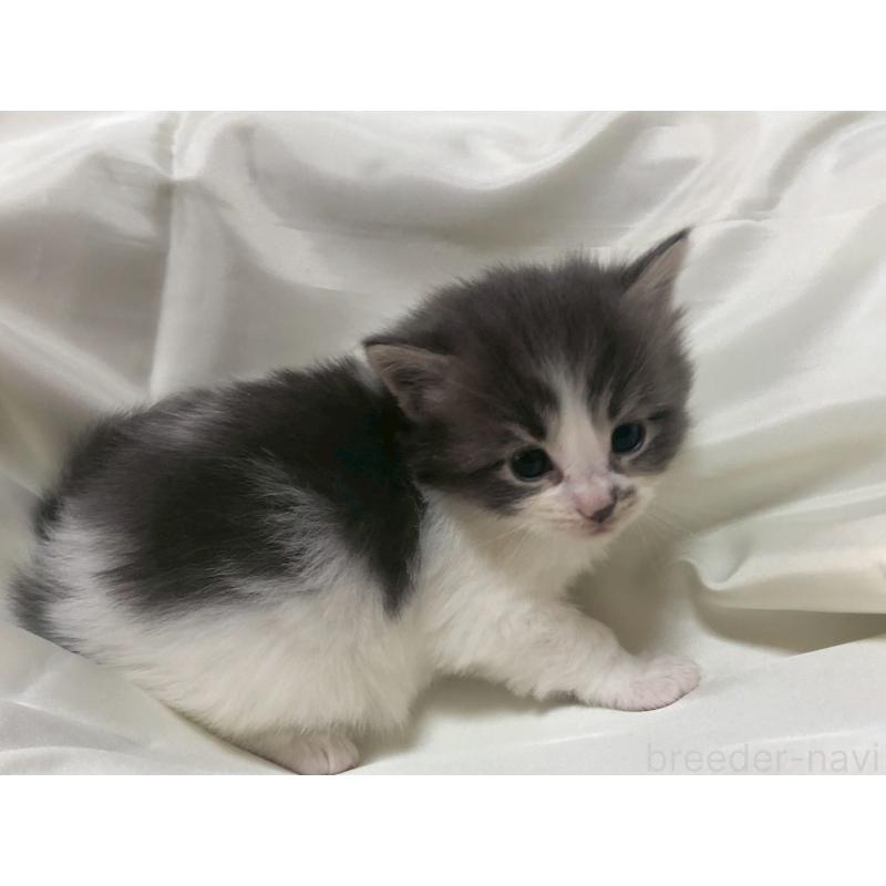 販売中の三重県のメインクーン-136991の18枚目