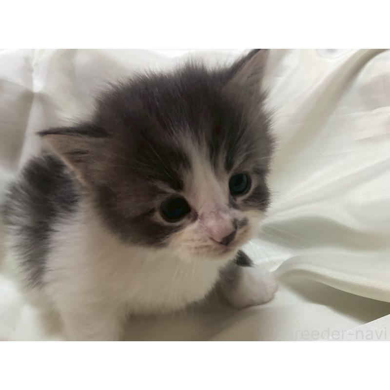 販売中の三重県のメインクーン-136991の17枚目