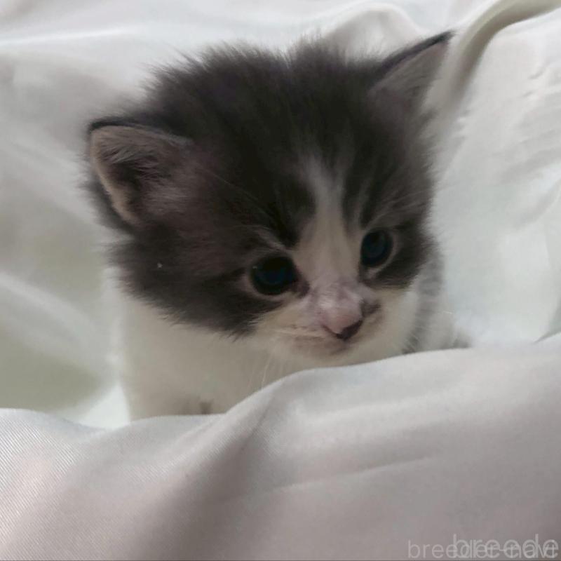 販売中の三重県のメインクーン-136991の16枚目