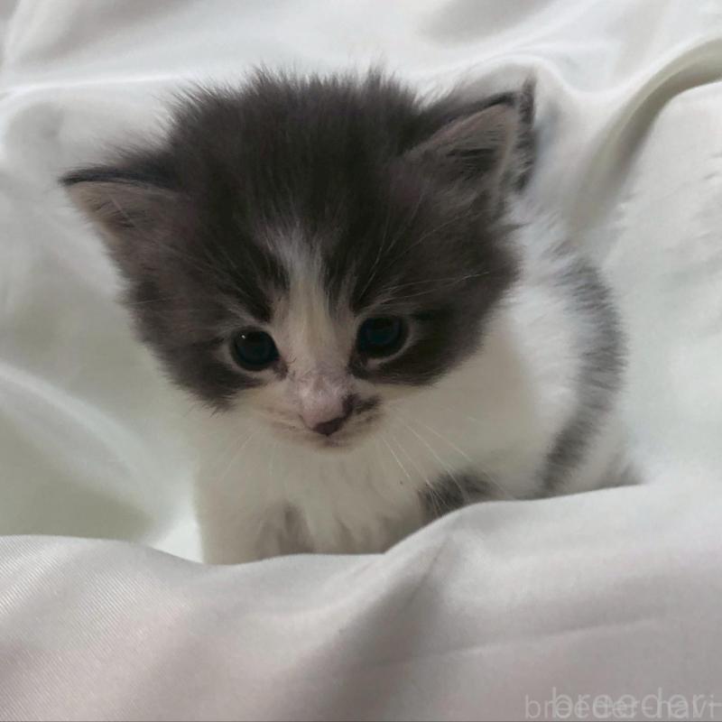 販売中の三重県のメインクーン-136991の15枚目