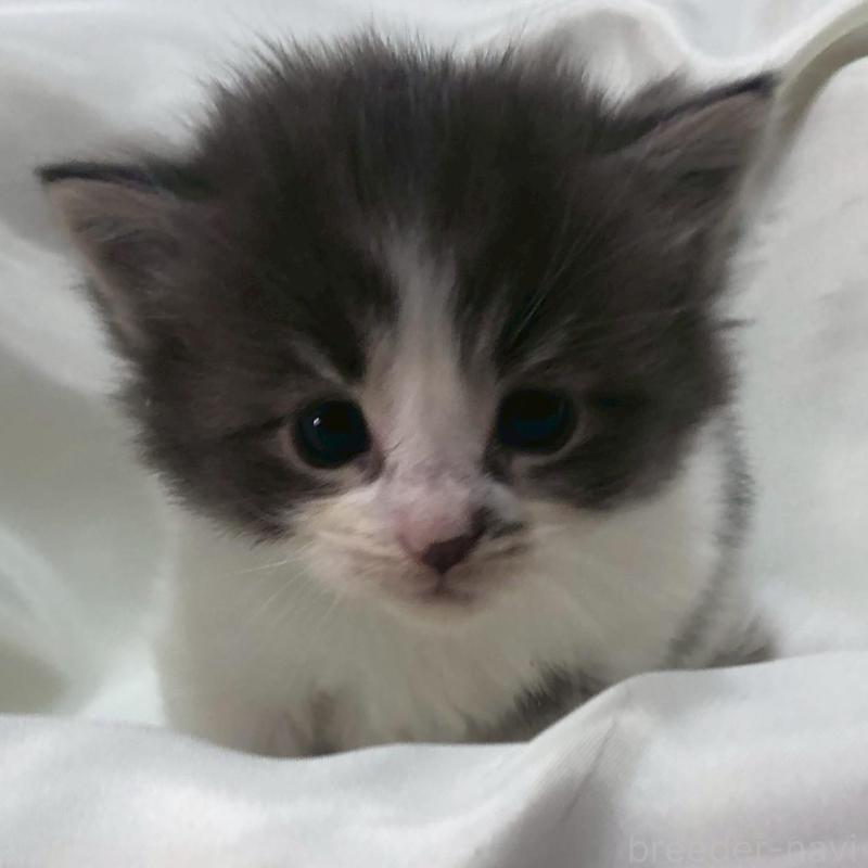 販売中の三重県のメインクーン-136991の14枚目