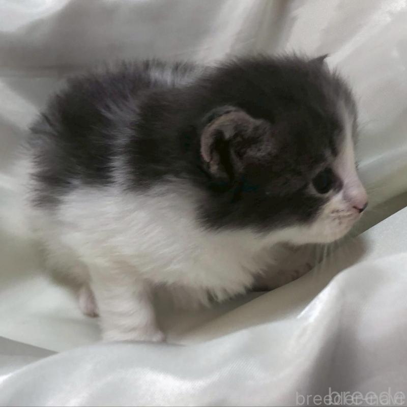 販売中の三重県のメインクーン-136991の13枚目