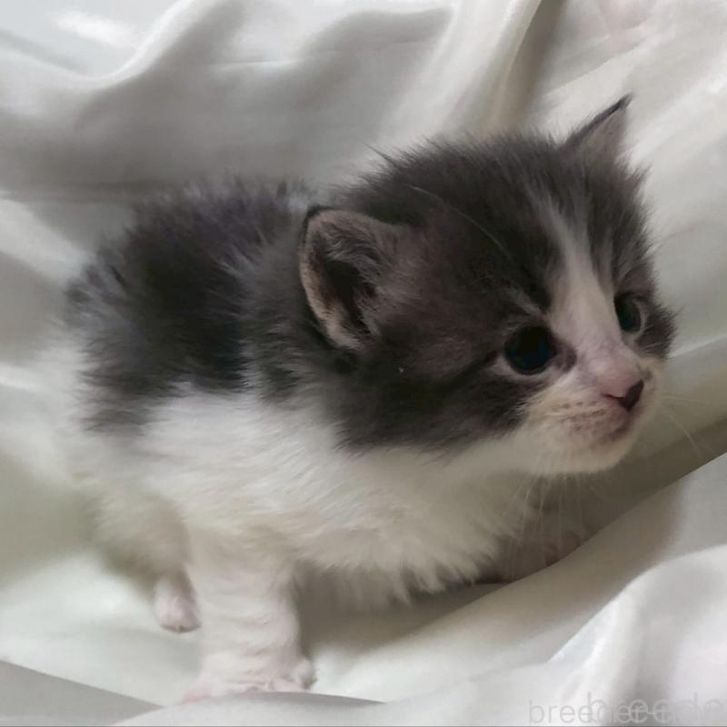 販売中の三重県のメインクーン-136991の12枚目