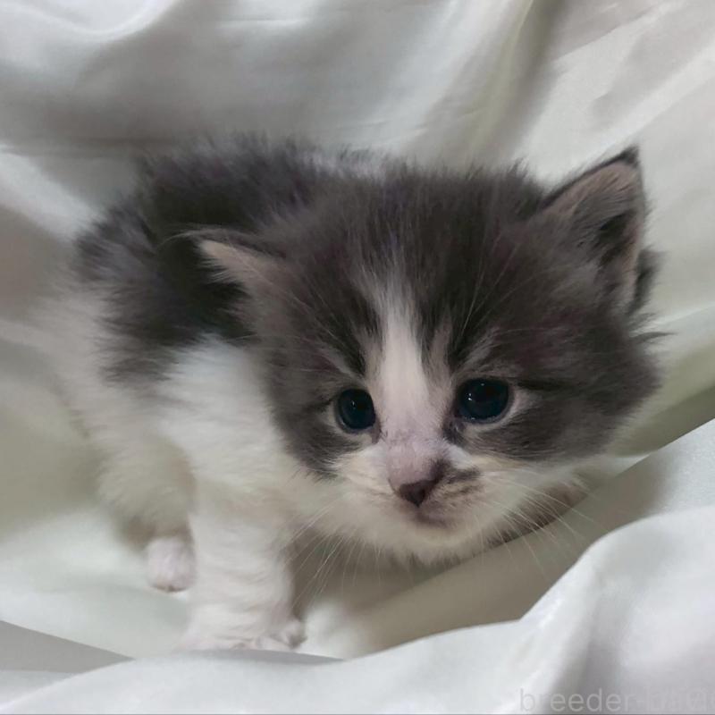 販売中の三重県のメインクーン-136991の11枚目