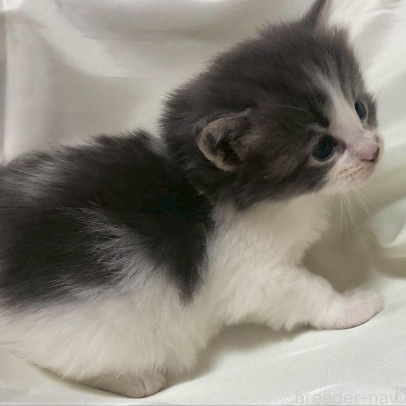 販売中の三重県のメインクーン-136991の10枚目