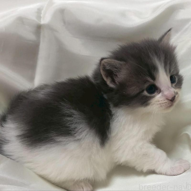 販売中の三重県のメインクーン-136991の9枚目