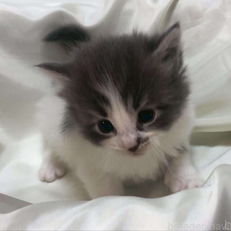 販売中の三重県のメインクーン-136991の8枚目