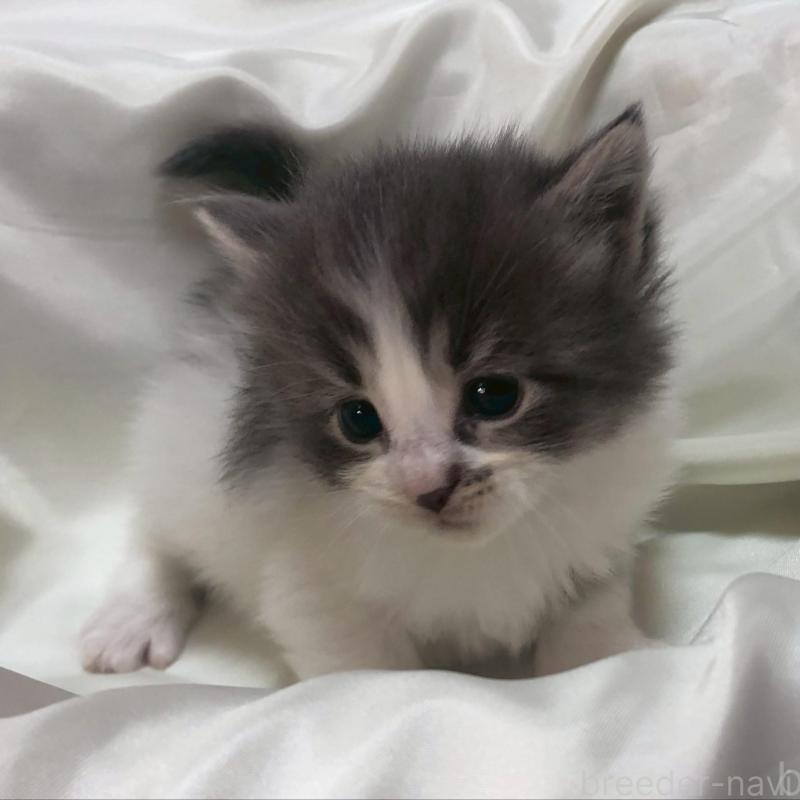 販売中の三重県のメインクーン-136991の7枚目